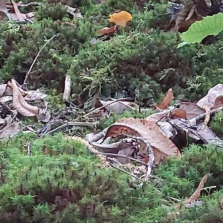 La Moliere Haute * Plaisance (Aveyron)