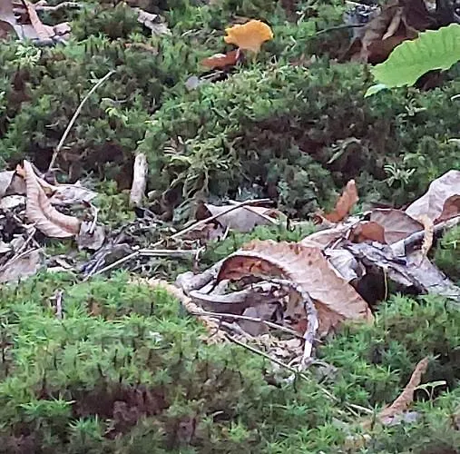 La Molière Haute * Plaisance (Aveyron)